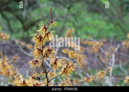 Hamamelis x Intermedia Glut. Hexe-Hasel "Glowing Embers" Blüte im Winter. UK Stockfoto
