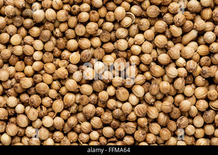 Bio getrockneten Koriander Samen Coriandrum Sativum Closeup Hintergrundtextur Stockfoto