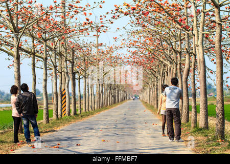 Linchu Stausee, Tainan - 7. März 2013: Kapok Saison, Linchu Reservoir in Tainan, Taiwan Stockfoto