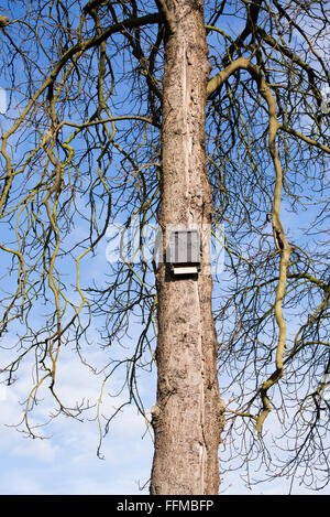 Fledermaus Kästen auf Winter Bäume. Großbritannien Stockfoto