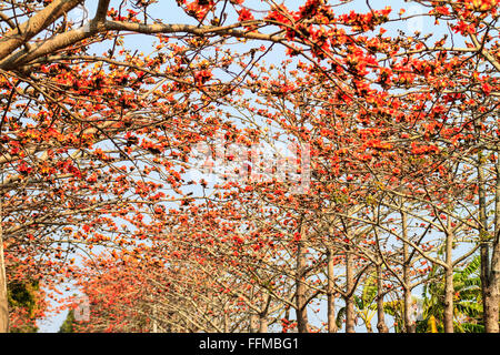 Der Kapok-Saison, Linchu Reservoir in Tainan, Taiwan Stockfoto