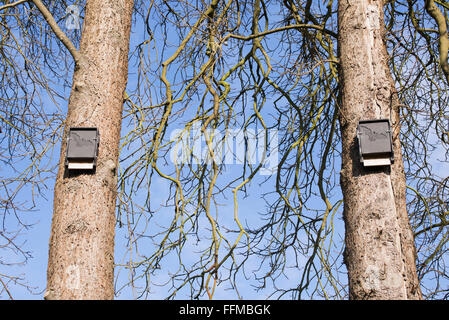 Fledermaus Kästen auf Winter Bäume. Großbritannien Stockfoto