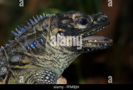 Ältere männliche Philippine Segeln-finned Water Dragon (Hydrosaurus Pustulatus). A.k.a. Crested Segel-Fin Eidechse oder Soa Soa Wasser Eidechse Stockfoto
