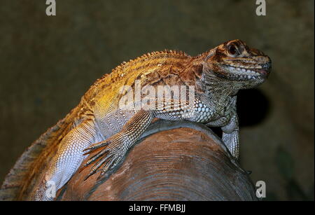 Philippine Segel-finned Water Dragon (Hydrosaurus Pustulatus). A.k.a. crested Segel-Fin Eidechse oder Soa Soa Wasser Eidechse Stockfoto