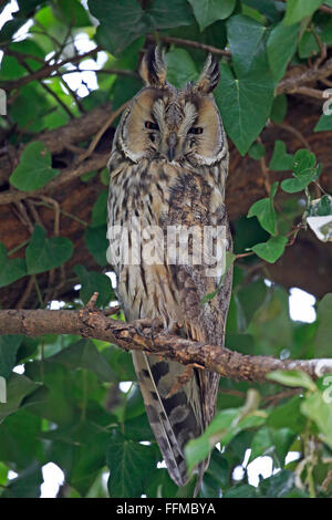 Lange Eared Owl thront in einem Efeu bedeckt Baum in Bulgarien Stockfoto