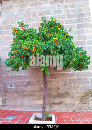 Reifer Orangen am Baum Wand Alora Pfarrkirche Stockfoto