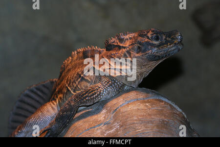 Philippine Segel-finned Water Dragon (Hydrosaurus Pustulatus). A.k.a. crested Segel-Fin Eidechse oder Soa Soa Wasser Eidechse Stockfoto