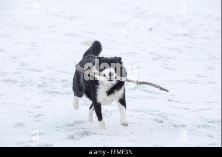 Border Collie Schäferhund spielt mit einem Stock in den Schnee auf der Trommel Burg in Aberdeenshire, Schottland. Stockfoto