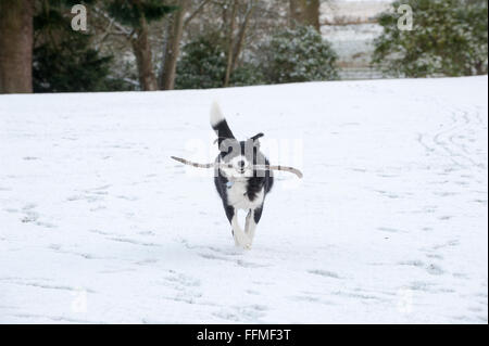 Border Collie Schäferhund spielt mit einem Stock in den Schnee auf der Trommel Burg in Aberdeenshire, Schottland. Stockfoto