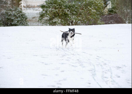 Border Collie Schäferhund spielt mit einem Stock in den Schnee auf der Trommel Burg in Aberdeenshire, Schottland. Stockfoto