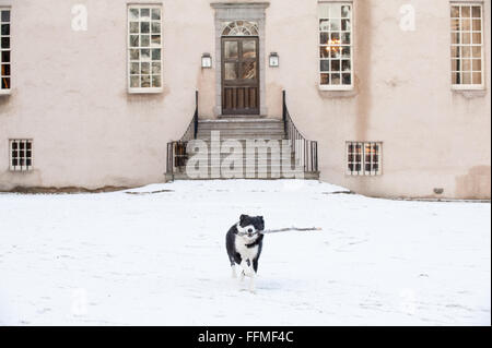 Border Collie Schäferhund spielt mit einem Stock in den Schnee auf der Trommel Burg in Aberdeenshire, Schottland. Stockfoto