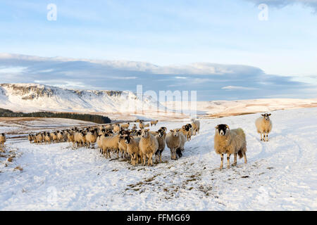 Wald in Teesdale, County Durham. Dienstag, 16. Februar 2016, UK Wetter.  Diese robuste Swaledale Schafen in den North Pennines waren bereit und warten auf den Landwirt zu bringen ihre Winter füttern heute Morgen Nachttemperaturen als fiel niedriger als minus 6 in einigen Bereichen. Bildnachweis: David Forster/Alamy Live-Nachrichten Stockfoto