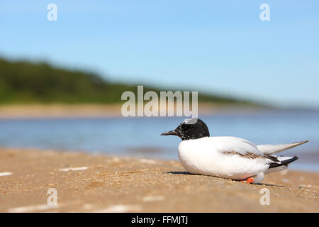 Porträt von wilde kleine Möwe (Hydrocoloeus Minutus) am Ufer Sees. Stockfoto