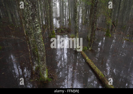 Fünfte Jahreszeit, Überschwemmungen in Soomaa National Park, Europa Stockfoto