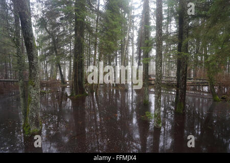 Fünfte Jahreszeit, Überschwemmungen in Soomaa National Park, Europa Stockfoto