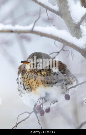 Porträt der Wacholderdrossel (Turdus Pilaris) im winter Stockfoto