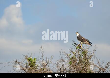 Augur Bussard (Buteo Augur - Buteo Rufofuscus augur) auf der Oberseite einen Busch Beobachtungsprogramm Heiligtum - Kenia - Ost-Afrika Stockfoto