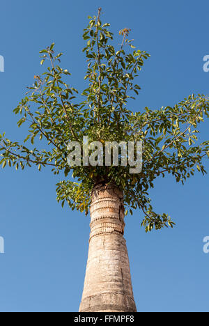 Baum überwuchert eine Stupa in Shwe Inn Thein Pagode, Inthein (Indein), in der Nähe von Inle-See, Birma (Myanmar) Stockfoto