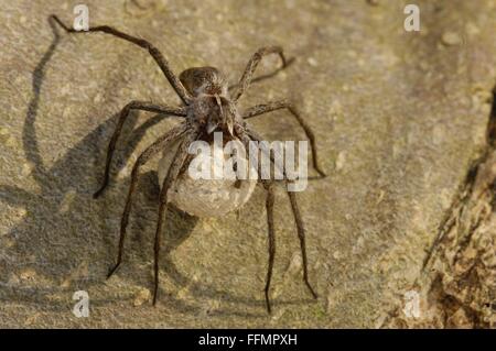Baumschule Web Spider (Pisaura Mirabilis) Weibchen tragen ihre Ei-sac Stockfoto