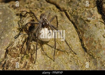 Baumschule Web Spider (Pisaura Mirabilis) Weibchen tragen ihre Ei-sac Stockfoto
