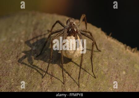 Baumschule Web Spider (Pisaura Mirabilis) Weibchen tragen ihre Ei-sac Stockfoto
