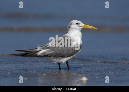 Größere Crested Tern (Thalasseus Bergii), stehend auf einem Strand, Liwa, Al-Batinah, Oman Stockfoto