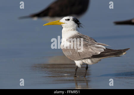 Größere Crested Tern (Thalasseus Bergii), stehend auf einem Strand, Taqah, Dhofar, Oman Stockfoto