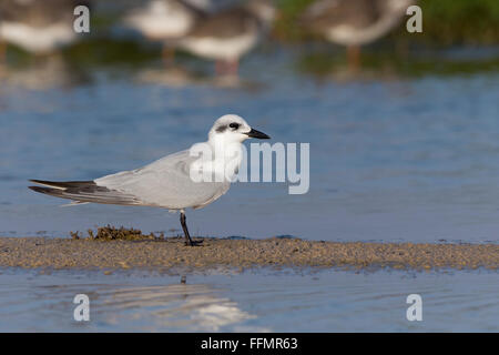 Möwe-billed Tern (Gelochelidon Nilotica), stehend auf den Schlamm, Salalah, Dhofar, Oman Stockfoto