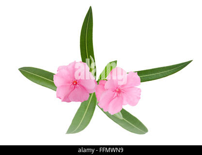 Oleander-Zweig mit Blättern isoliert auf weiss Stockfoto