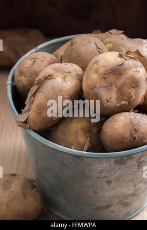 Jersey Royal Frühkartoffeln eine beliebte neue Saison Kartoffel von der Insel Jersey Stockfoto