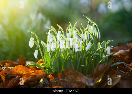 North Lincolnshire, UK. 16. Februar 2016. Schneeglöckchen in einem Bett aus Laub auf einen Winter Morgen, North Lincolnshire, UK. 16. Februar 2016. Bildnachweis: LEE BEEL/Alamy Live-Nachrichten Stockfoto