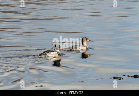 Red-breasted Säger, Mergus Serrator, Schwimmen, Meer, Ardnamurchan, Schottland Stockfoto