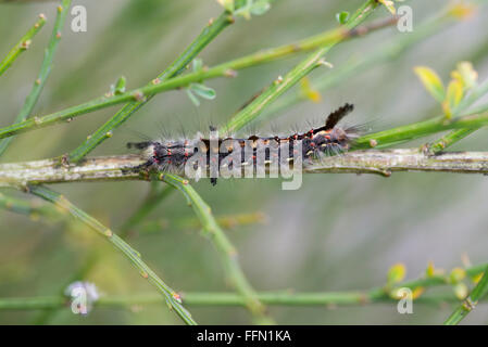 ORGYIA ANTIGUA ROSTIGEN TUSSOCK MOTH CATERPILLAR Stockfoto