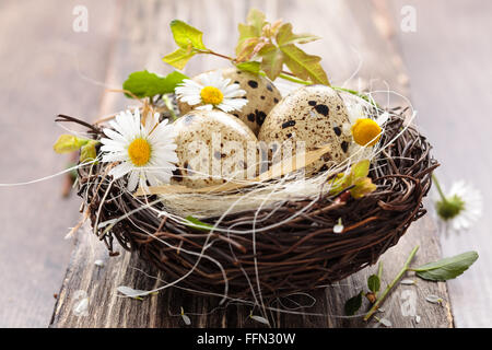 Gefleckten Eiern im Nest. Stockfoto