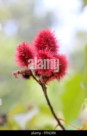 Kraut (Bixa Orellana L.) Bixaceae / Marco Stockfoto