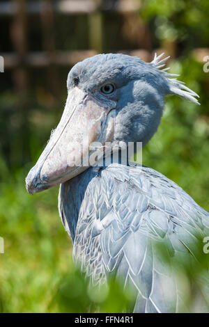 Schuhschnabel, Abu Markub (Balaeniceps Rex) Stockfoto