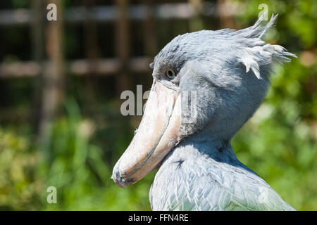 Schuhschnabel, Abu Markub (Balaeniceps Rex) Stockfoto