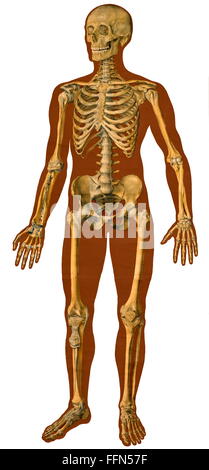 Medizin, Skelett, Mensch, Körper, anatomische Illustration, Tafel, Lithographie, Deutschland, um 1929, Zusatz-Rechteklärung-nicht vorhanden Stockfoto