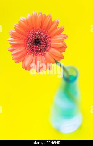 Pop-Blume, orange Gerbera gelb Hintergrund Stockfoto