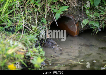 Europäische Wasser-Wühlmaus (Arvicola Amphibius) Stockfoto