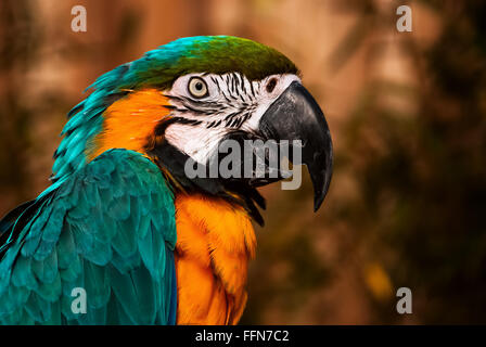 Blau grün orange-Ara Papagei Porträt Closeup im Gespräch Stockfoto