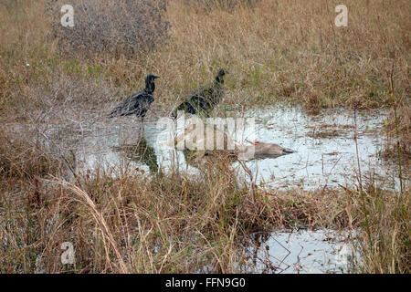 Geier Aufräumvorgang auf ein totes Reh-Kadaver in Florida, USA Stockfoto