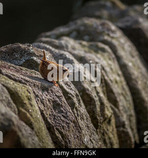 Zaunkönig (troglodytes troglodytes) in Yorkshire Sonnenschein auf einer Steinmauer gehockt, Großbritannien Stockfoto