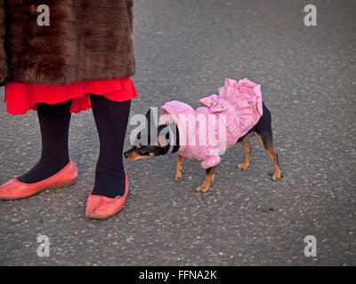 Ein kleiner Hund trägt ein rosa Steppmantel in Brighton Stockfoto