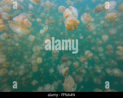 Jellyfish Lake in Palau, Mikronesien, Pazifik. Goldene Quallen Tauchen, Unterwasserwelt, Tiere Stockfoto