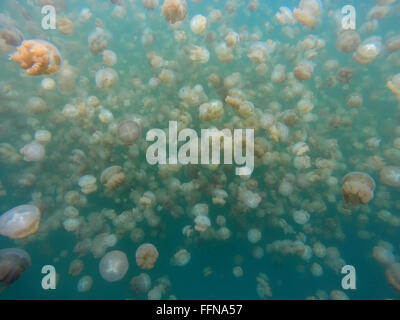 Jellyfish Lake in Palau, Mikronesien, Pazifik. Goldene Quallen Tauchen, Unterwasserwelt, Tiere Stockfoto
