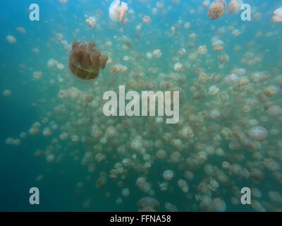 Jellyfish Lake in Palau, Mikronesien, Pazifik. Goldene Quallen Tauchen, Unterwasserwelt, Tiere Stockfoto