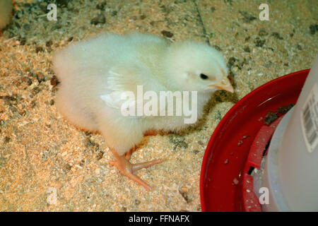 Ein Jungtier Huhn Küken mit flauschigen weißen Federn und Daunen Stockfoto