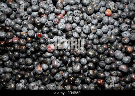 Frisch gepflückten Heidelbeeren am Marktstand als Heidelbeere Hintergrund Stockfoto