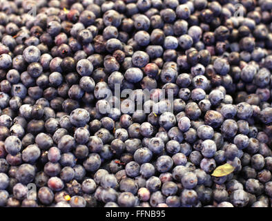 Frisch gepflückten Heidelbeeren am Marktstand als Heidelbeere Hintergrund Stockfoto